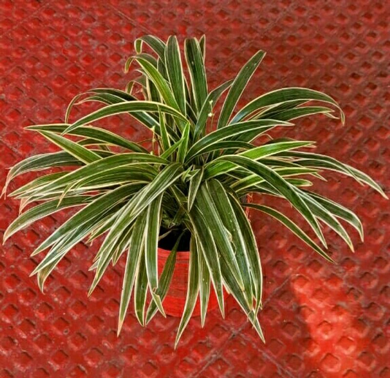 🌵 Plant Chlorophytum laxum &amp; Pot