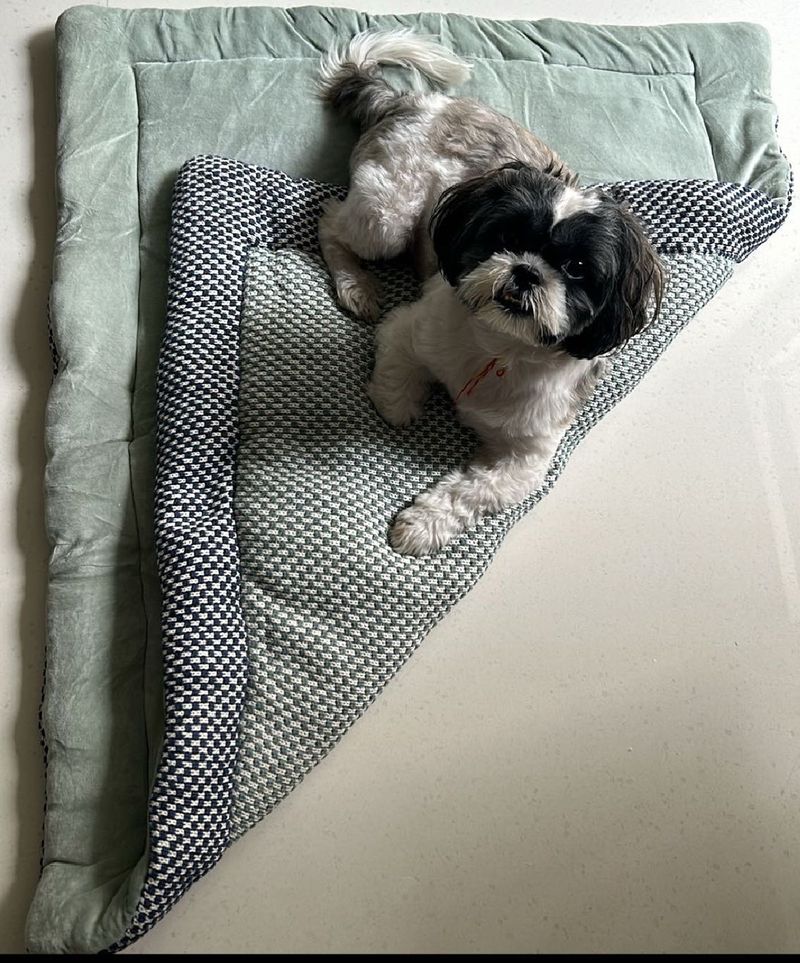 Velvet Knitted Pet Blanket - Blue &amp; Sea Green