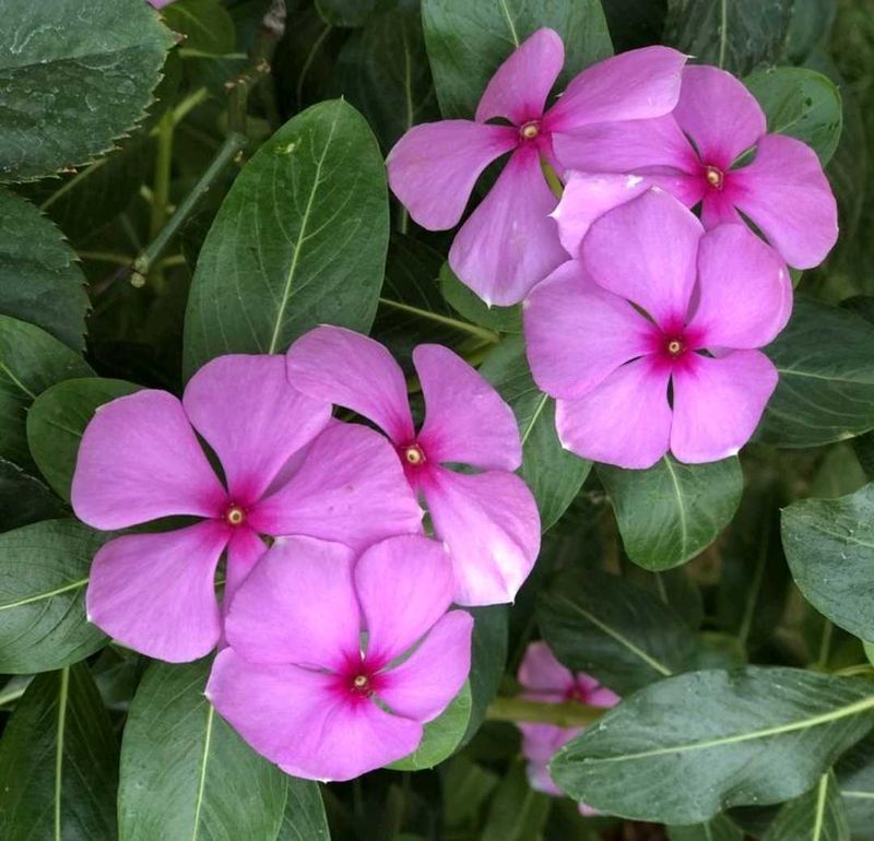 Vibrant Pink Periwinkle Flowers plant