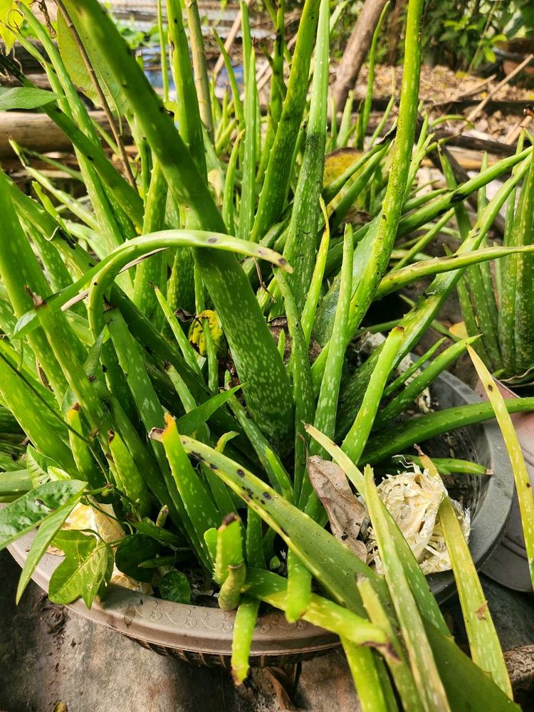 Healthy Aloe Vera 🌵🌵☘️