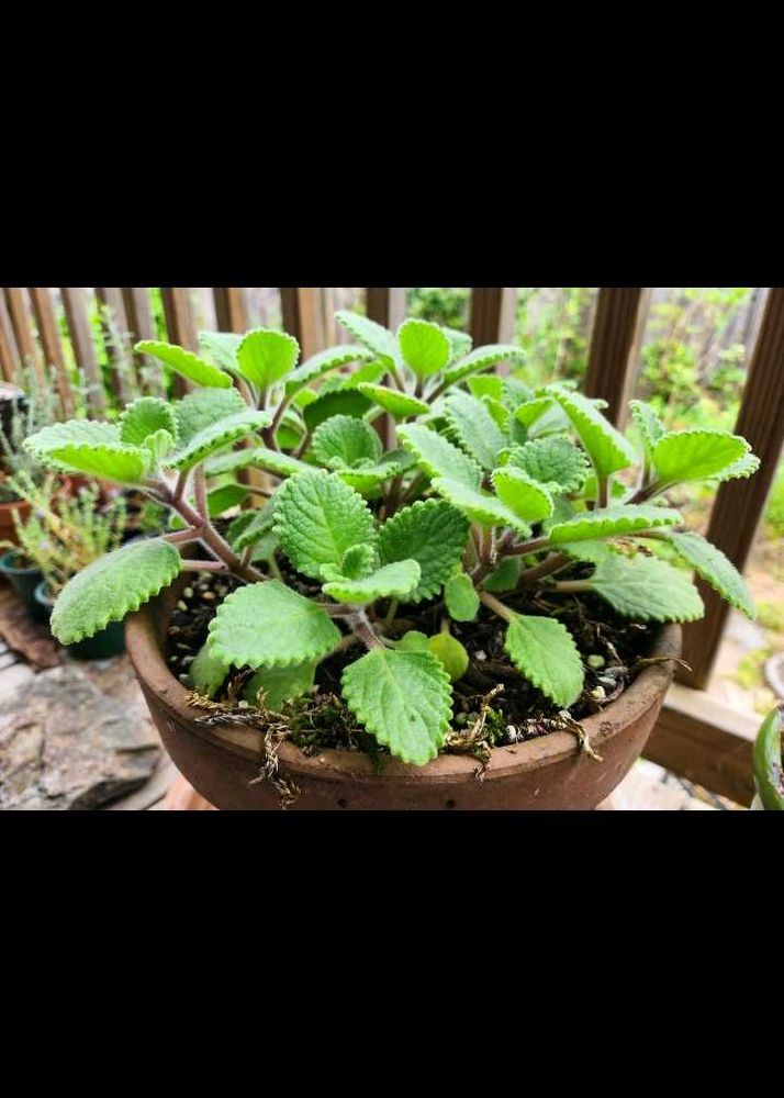 ajwain plant