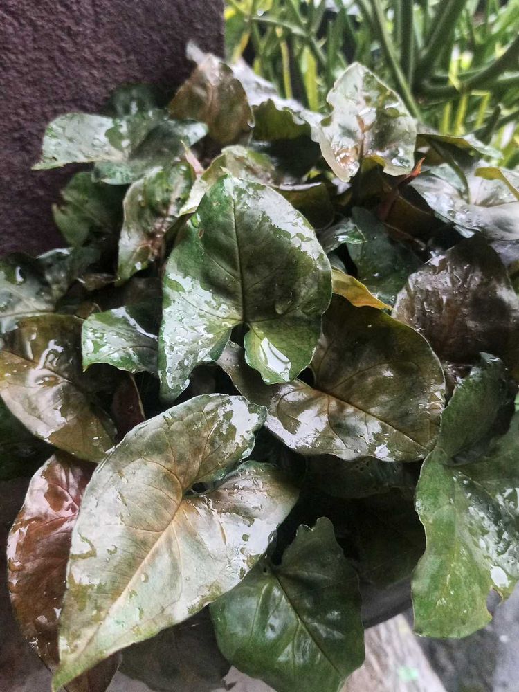 Arrowhead Plant