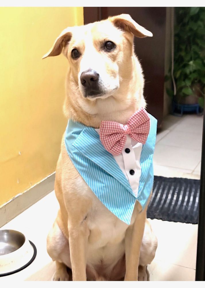 Pet Dog Tuxedo