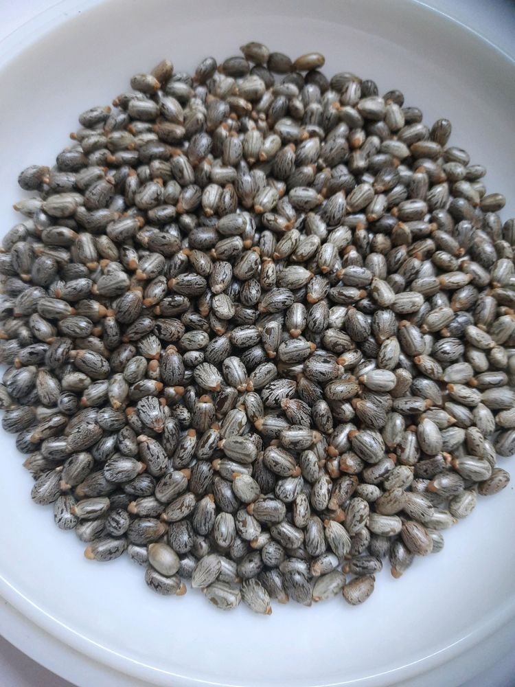 Castor Seeds