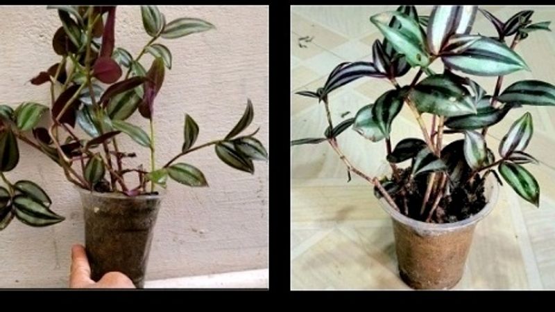 Combo Zebrina Plant🪴&amp; pot