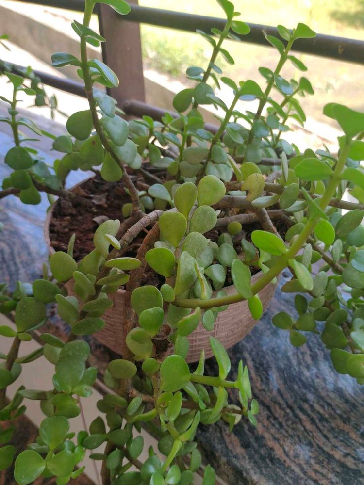 Healthy Jade Plant cutting