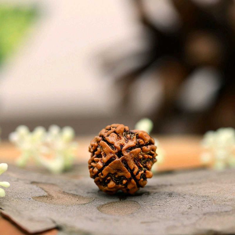 4 Mukhi Natural Rudraksha Original