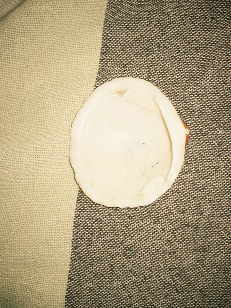 Aesthetic Brown Seashell from Korea 🐚🤎
