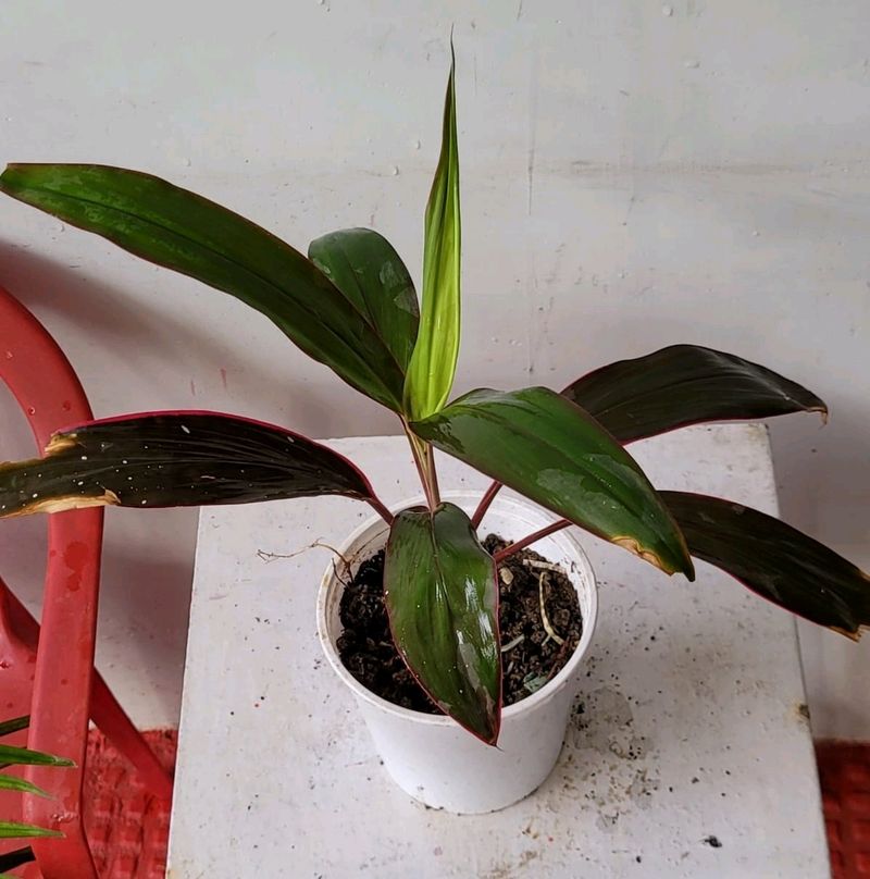 Dracaena Ruby Healthy Plant🌵&amp; Pot
