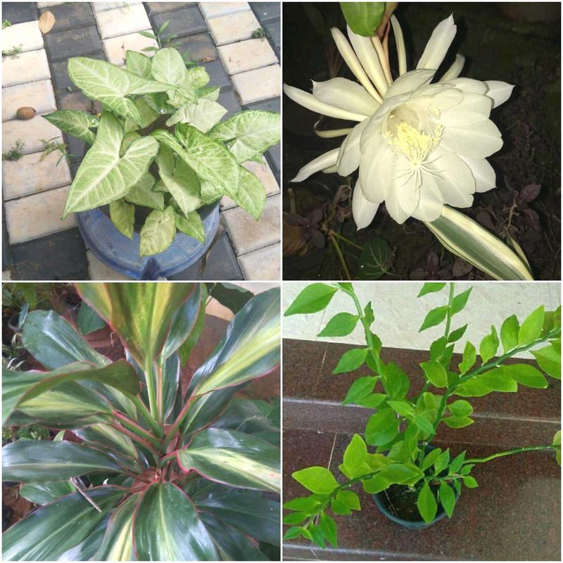 Artificial Plants | 16 live root plants | Freeup