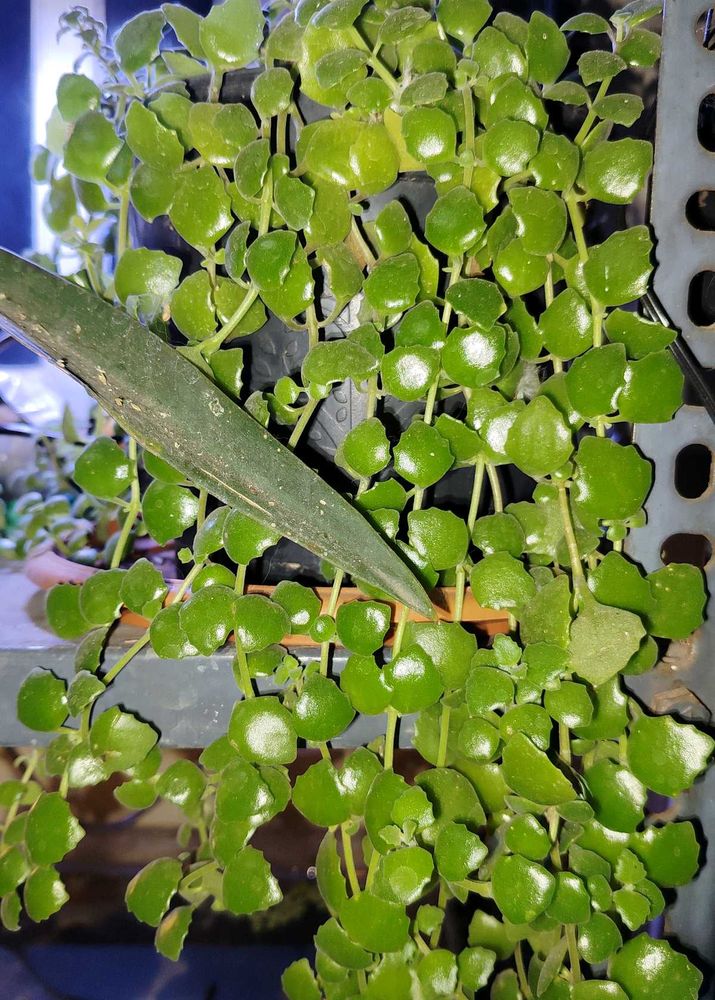 Plants Combo