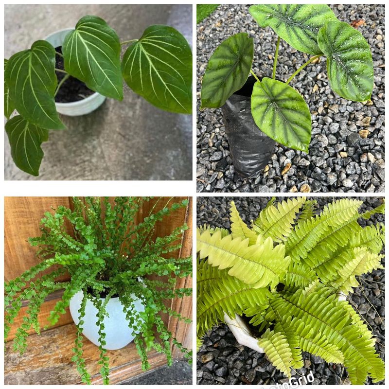 four plants combo