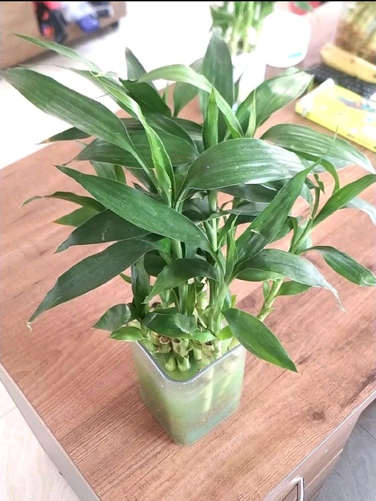 Bamboo Saplings 15 Inch Average Height