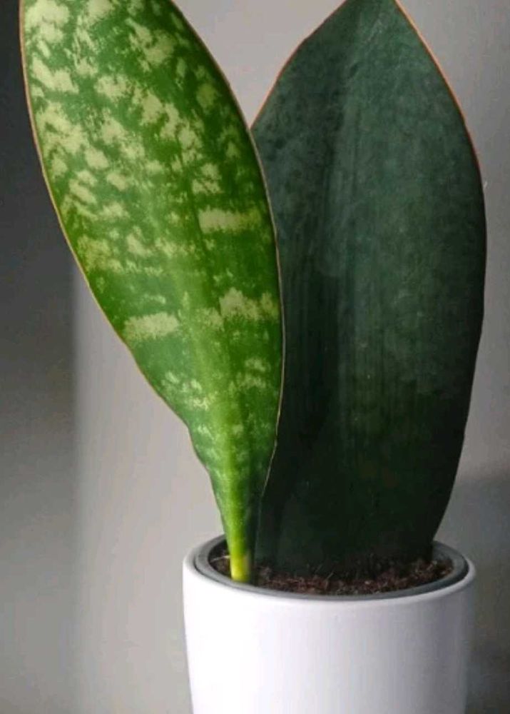 3 Rare Sansevieria Plants