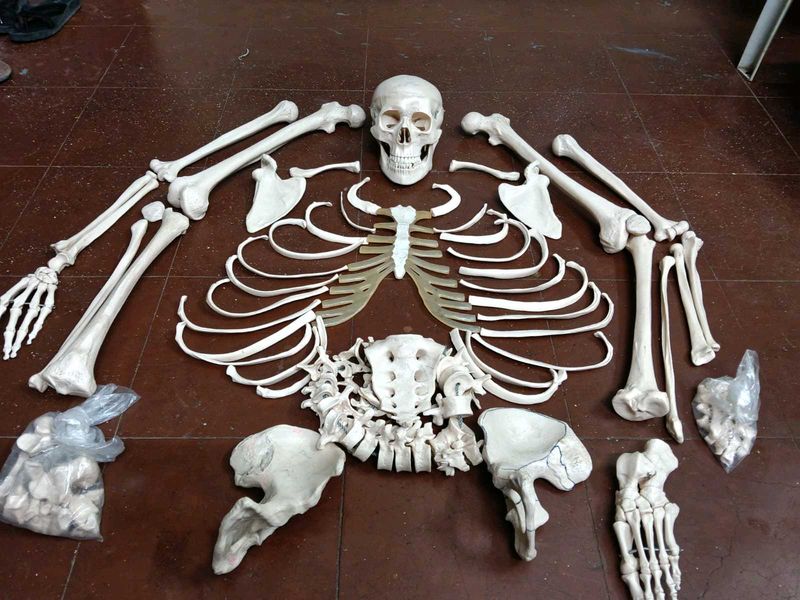 Bone set