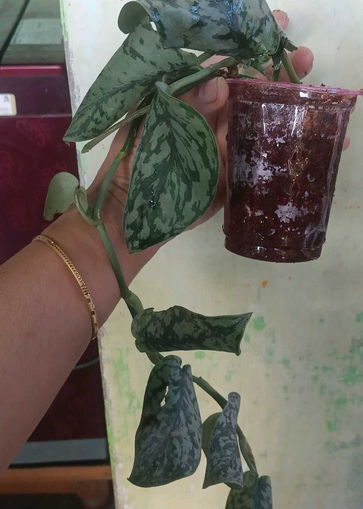 silver satin pothos