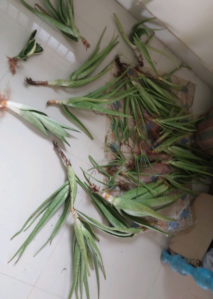 Whole Aloe Vera Will Be Given