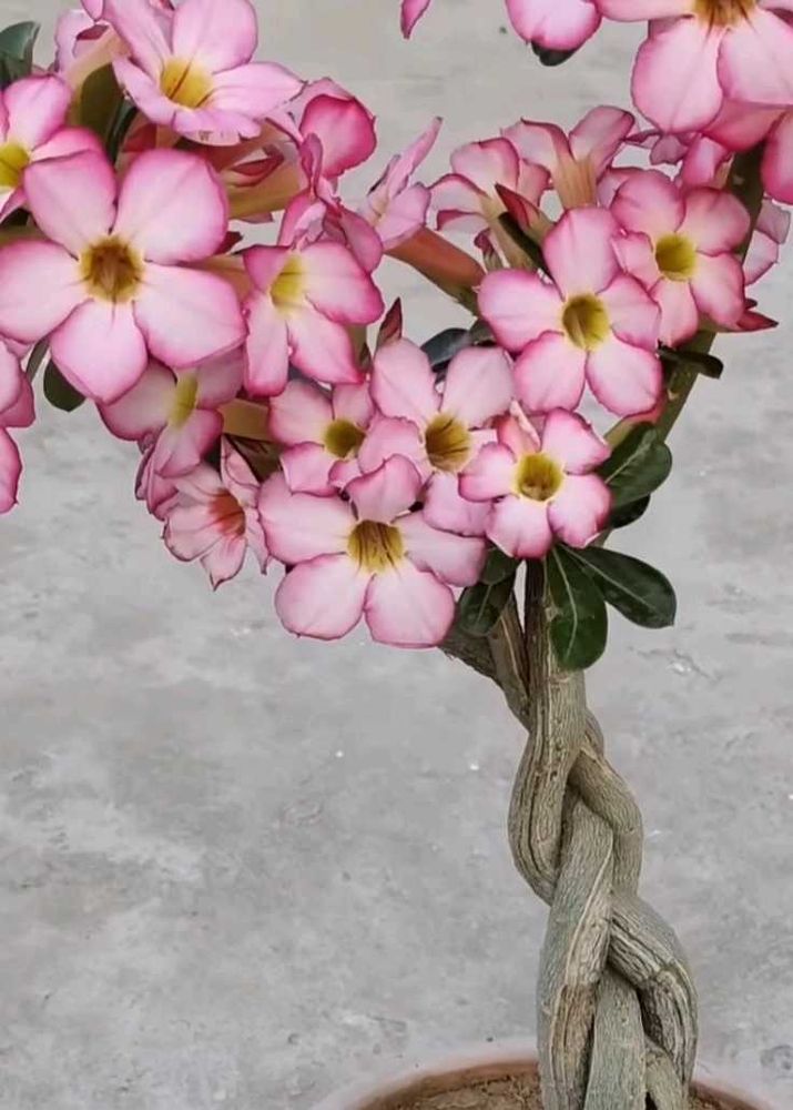 adenium seeds 60