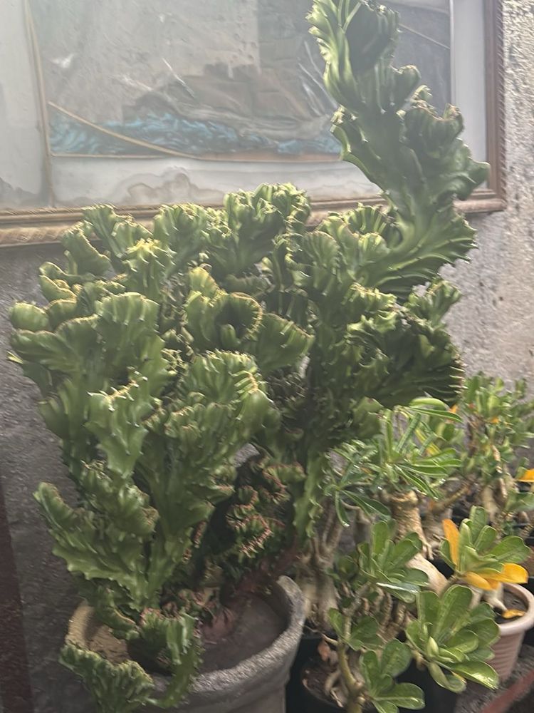 Unique Crested Euphorbia Plant