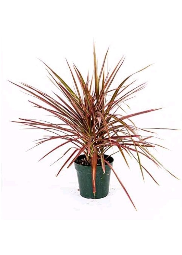 Dacina Plant Pk 1
