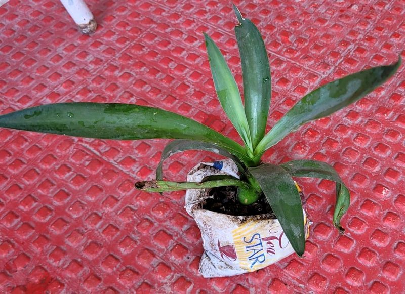 Agave Attenuata  Plant🌵
