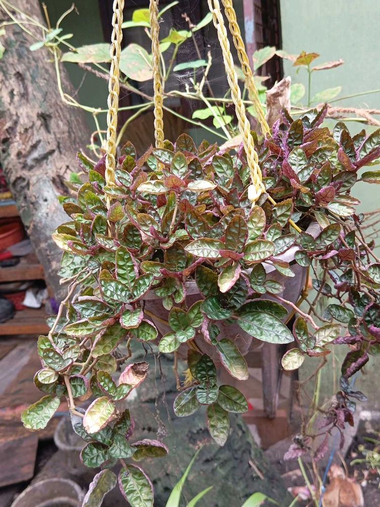Hanging Basket Plant