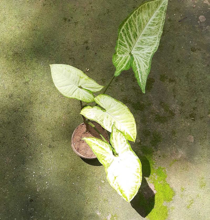 Arrowhead plant (3 plants)