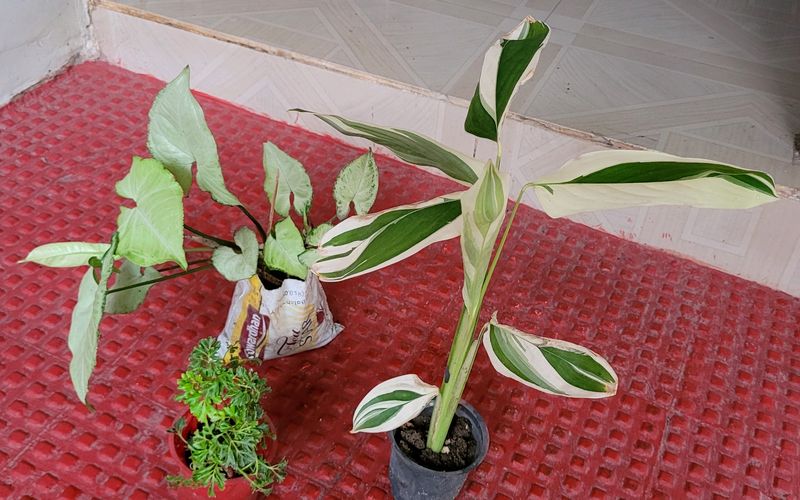 3 pack Arrowhead &amp; NeverNever &amp;Ming Areliaplants,