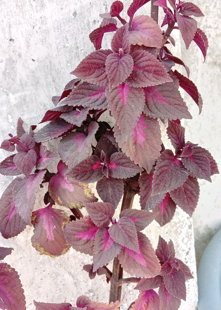 Coleus Live Plant
