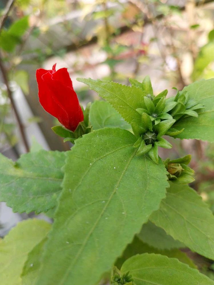Chilli Hibiscus red