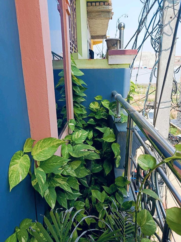 BUY ONE GET THREE Live Money Plant For Good Luck