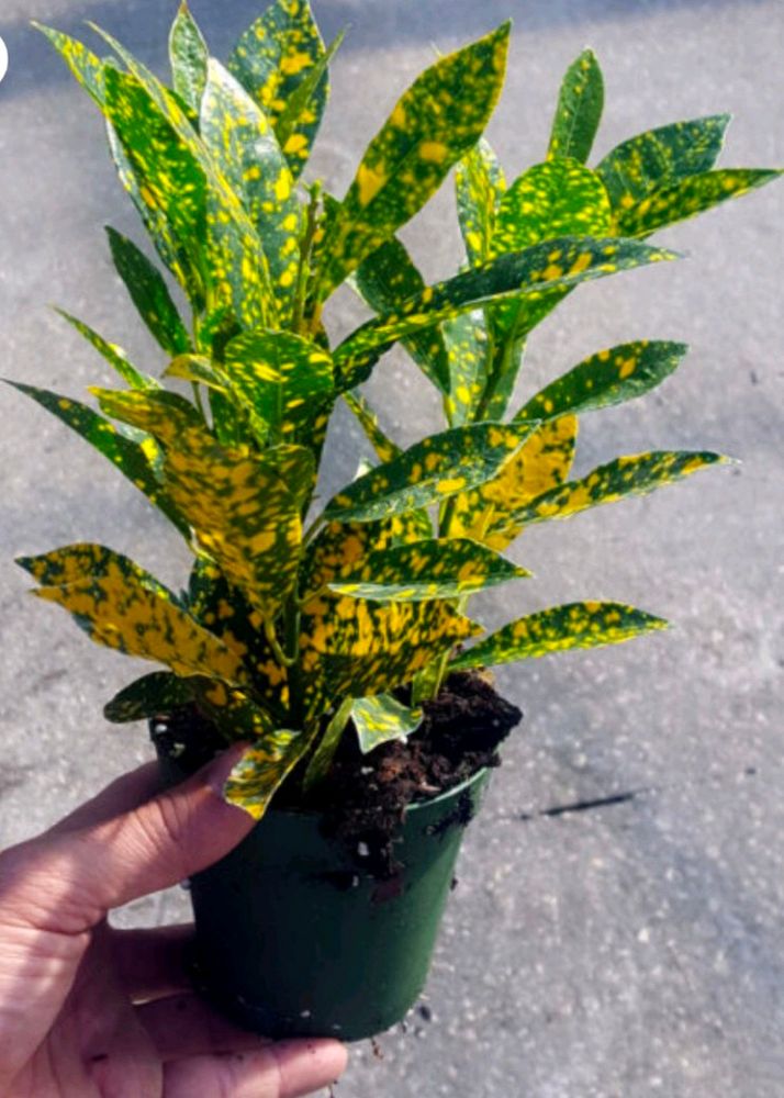 Croton Gold Dust Plant With Pot 30 Rs Off