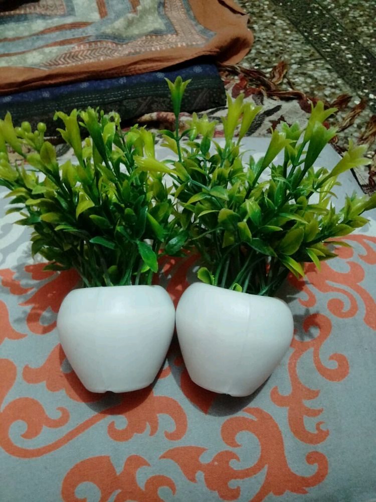 Plant