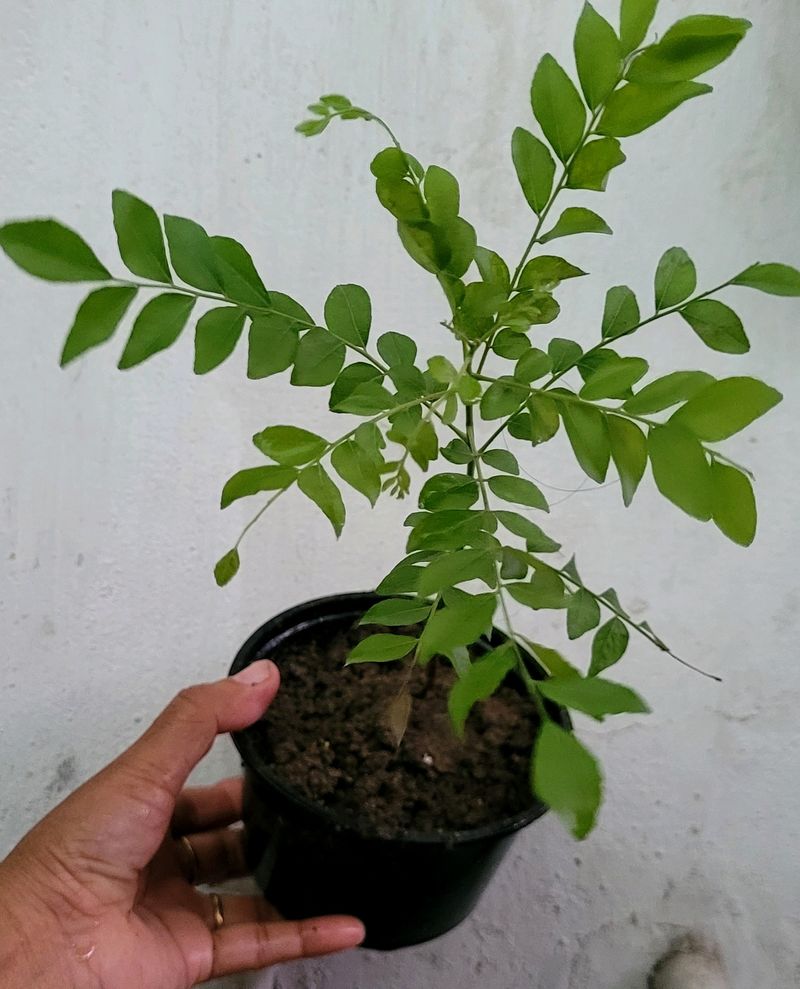 Curry Leaf Plants 🌿 &amp; Pot
