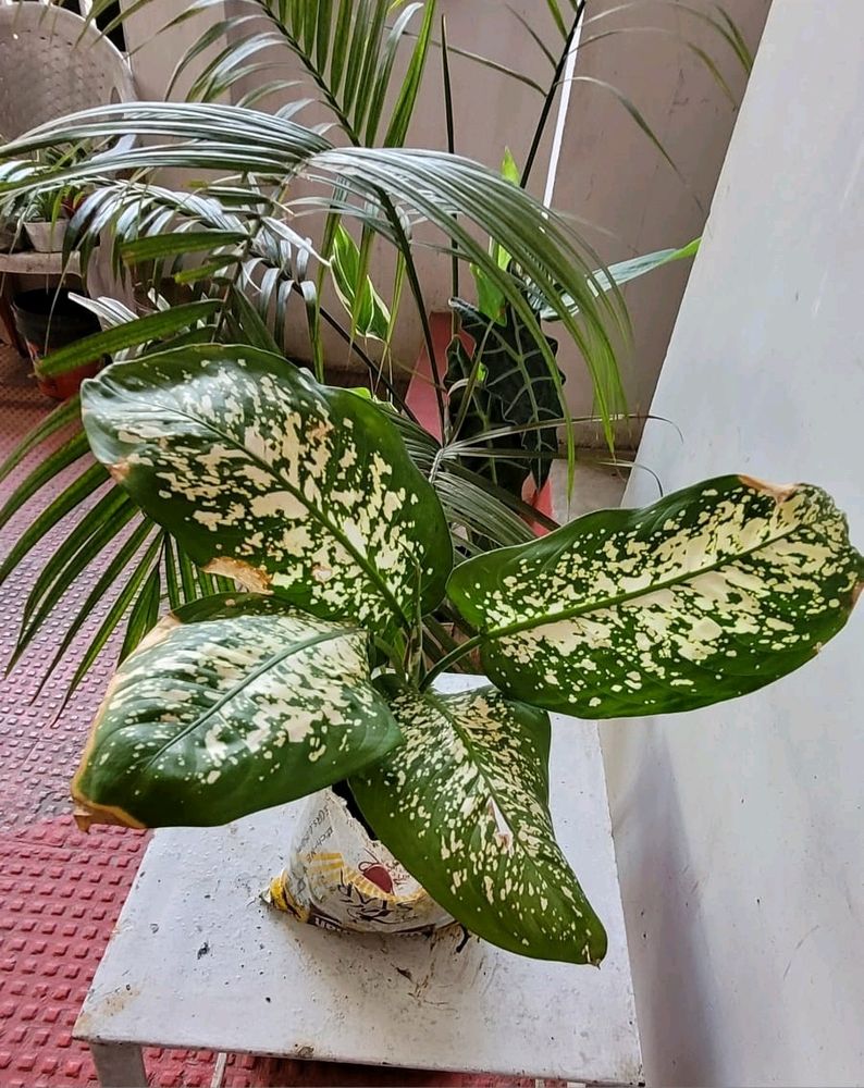 Dieffenbachia Seguine Plant 🌵