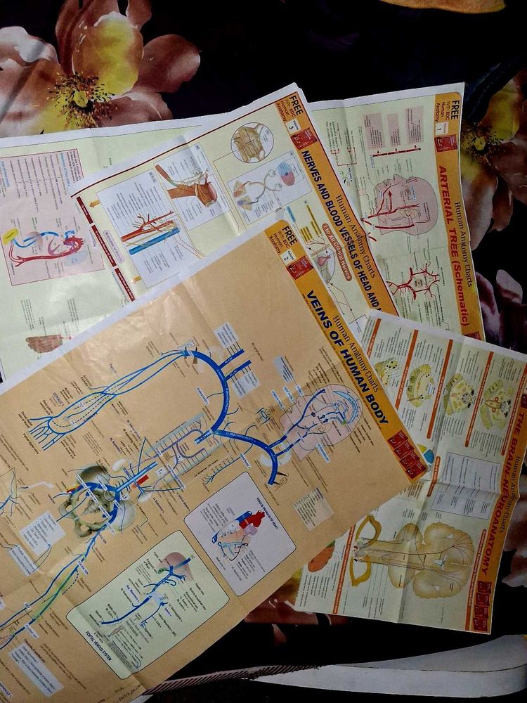 Human Anatomy Charts - Set
