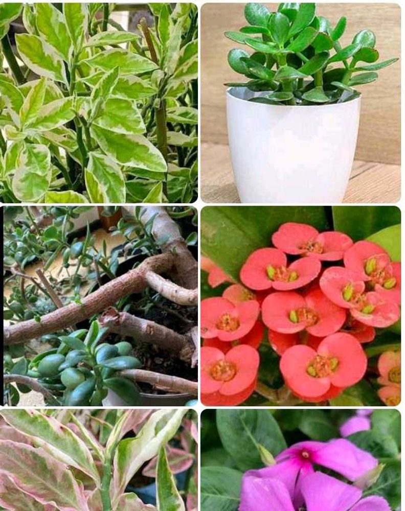 Combo Of 4 Plants
