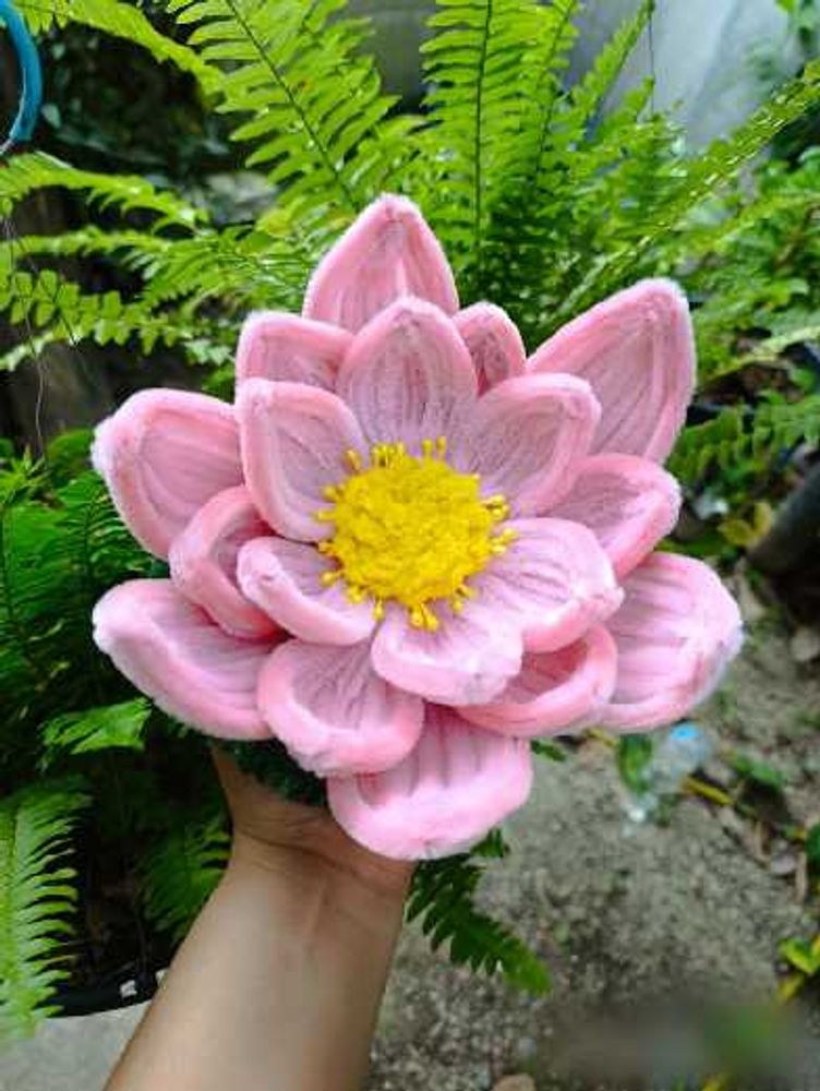 Beautiful Pink Lotus Flower