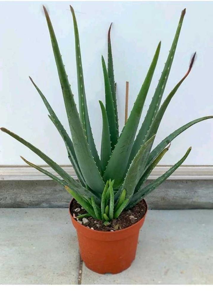 Healthy Aloe Vera Plant