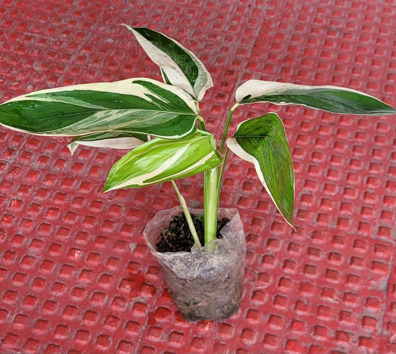 Never Plant🪴&amp; pot
