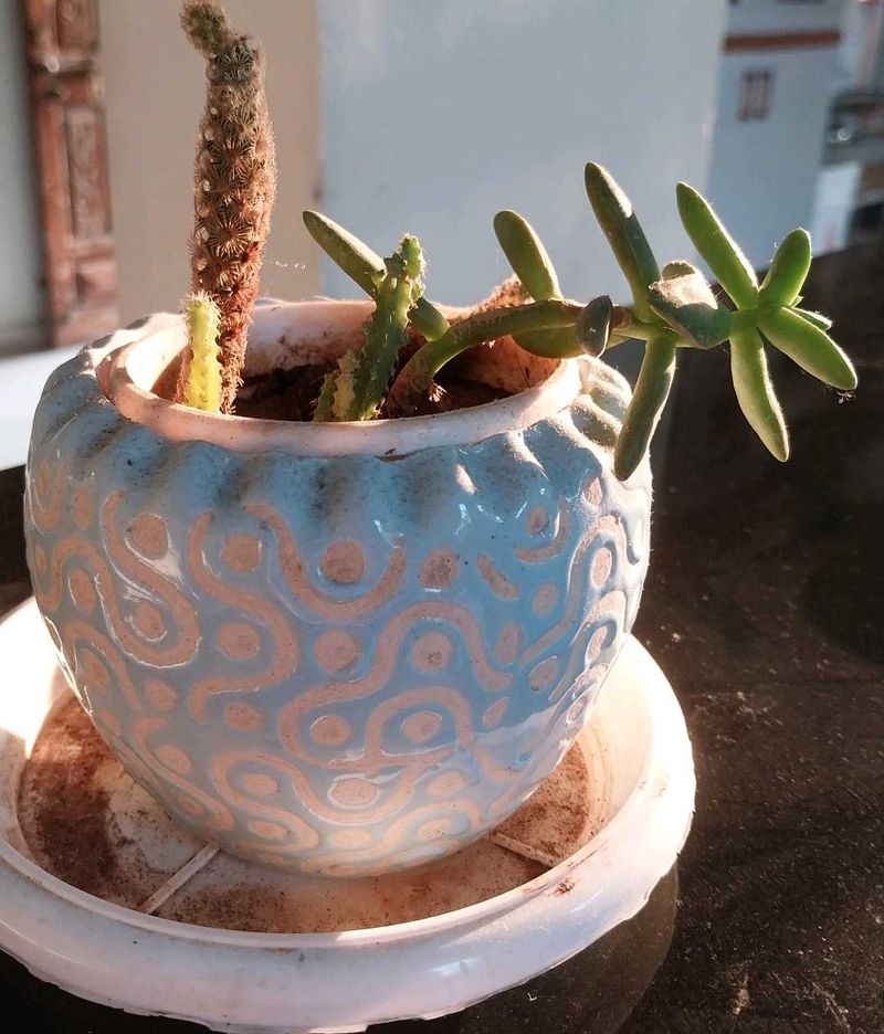 Decorative Potted Succulent Plant