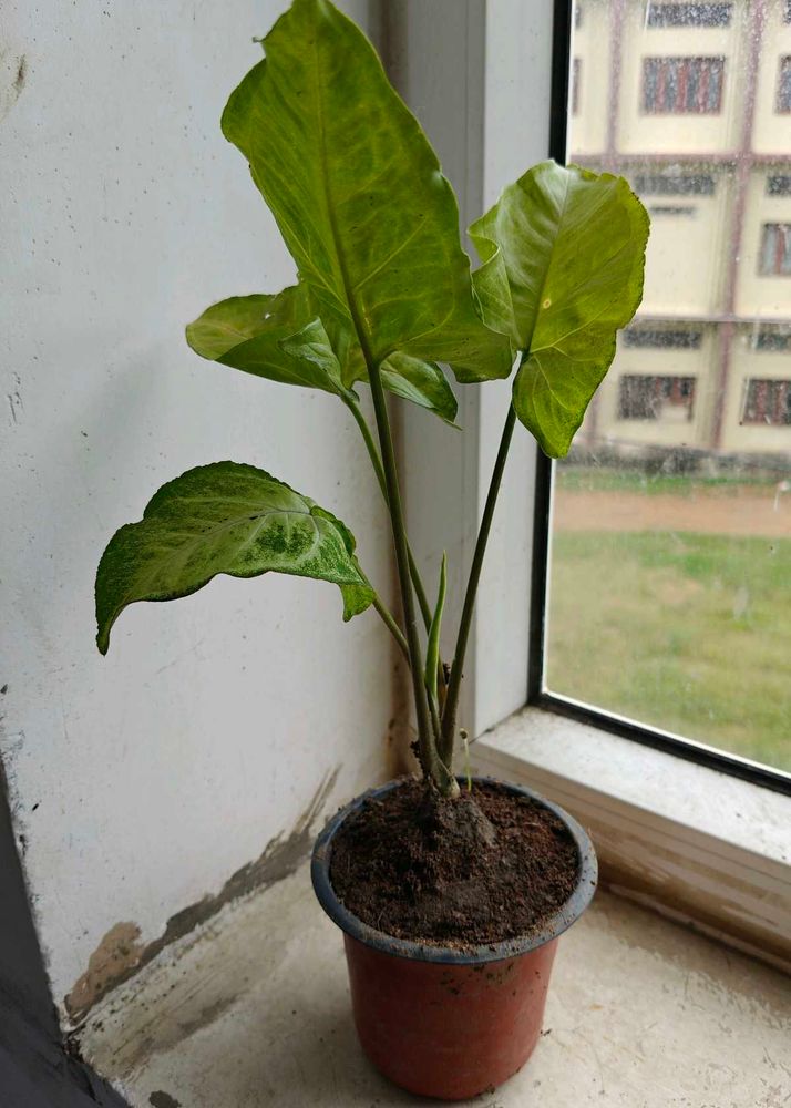 Combo of plants