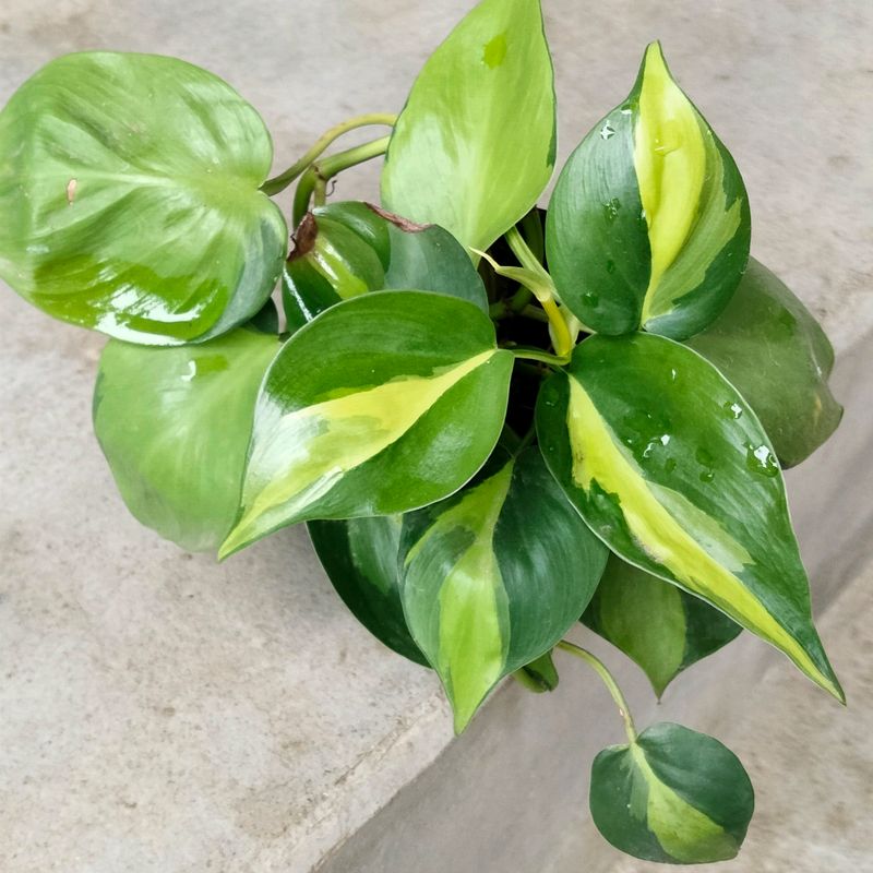 Brazil Pothos