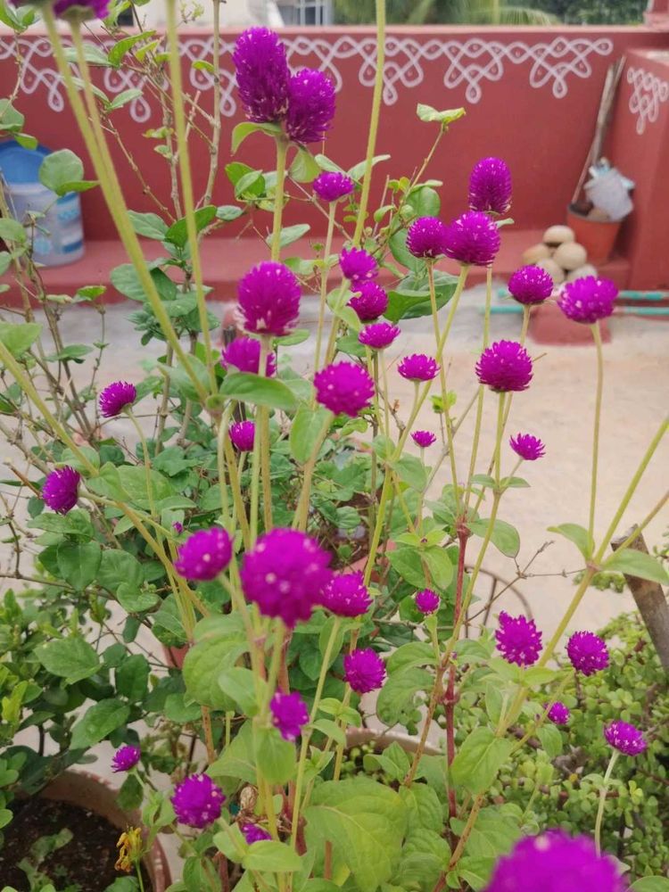 pogada banthi seeds