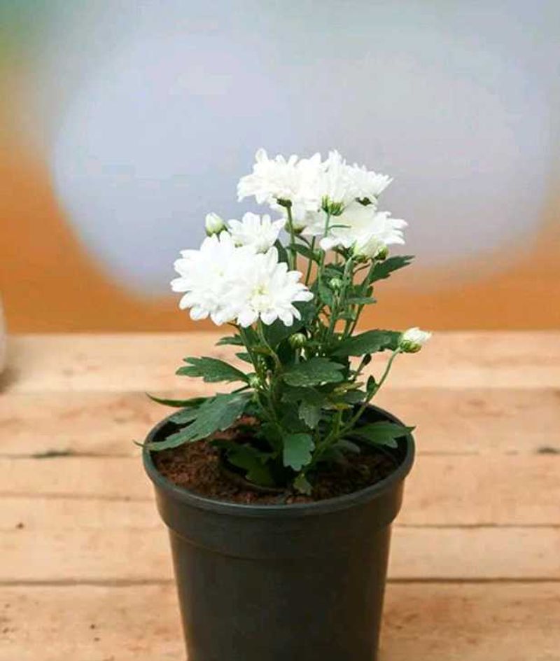 Live White Chrysanthemum Flower plant with pot