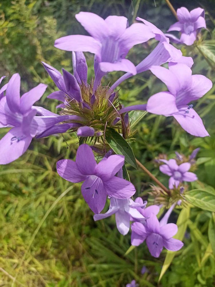 long plant flower blomming