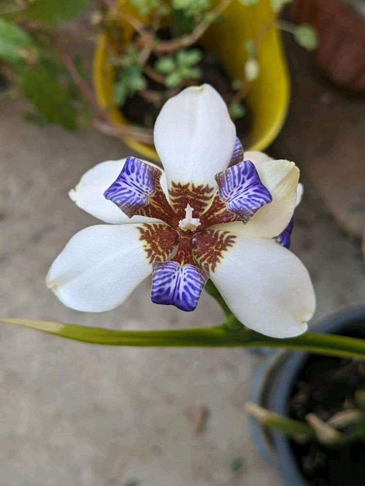 Walking Iris Plant
