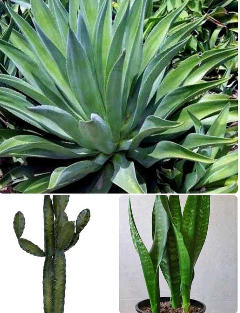 Combo Of 6 Air Purifier Plants