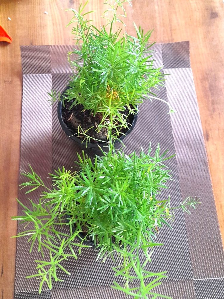 Beautiful Fern Combo In Pot