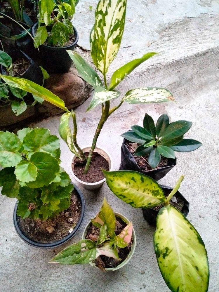 Assorted Plants